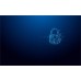 Kingston Ironkey Vault Privacy 64GB